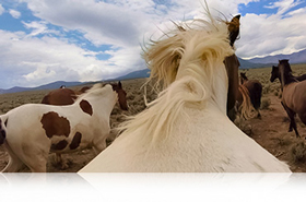 GoPro